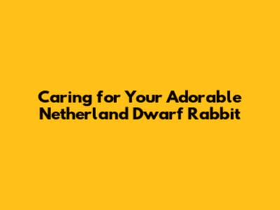Caring for Your Adorable Netherland Dwarf Rabbit