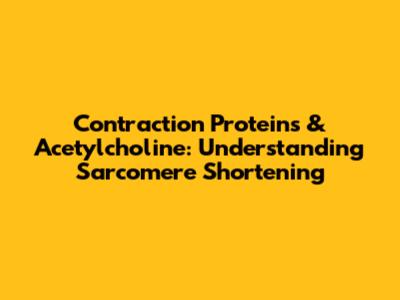 Contraction Proteins & Acetylcholine: Understanding Sarcomere Shortening