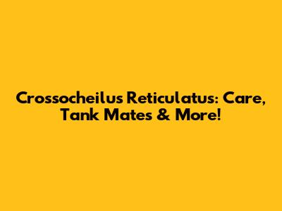 Crossocheilus Reticulatus: Care, Tank Mates & More!