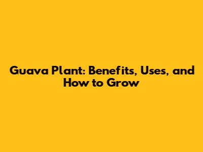 Guava Plant: Benefits, Uses, and How to Grow