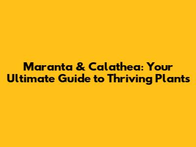 Maranta & Calathea: Your Ultimate Guide to Thriving Plants