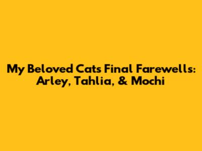My Beloved Cats' Final Farewells: Arley, Tahlia, & Mochi