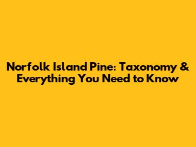 Norfolk Island Pine: Taxonomy & Everything You Need to Know