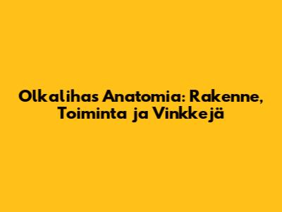 Olkalihas Anatomia: Rakenne, Toiminta ja Vinkkejä