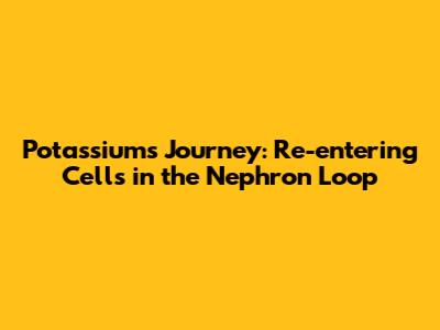 Potassium's Journey: Re-entering Cells in the Nephron Loop