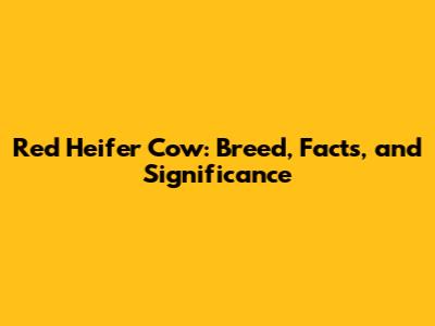 Red Heifer Cow: Breed, Facts, and Significance