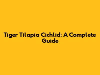 Tiger Tilapia Cichlid: A Complete Guide